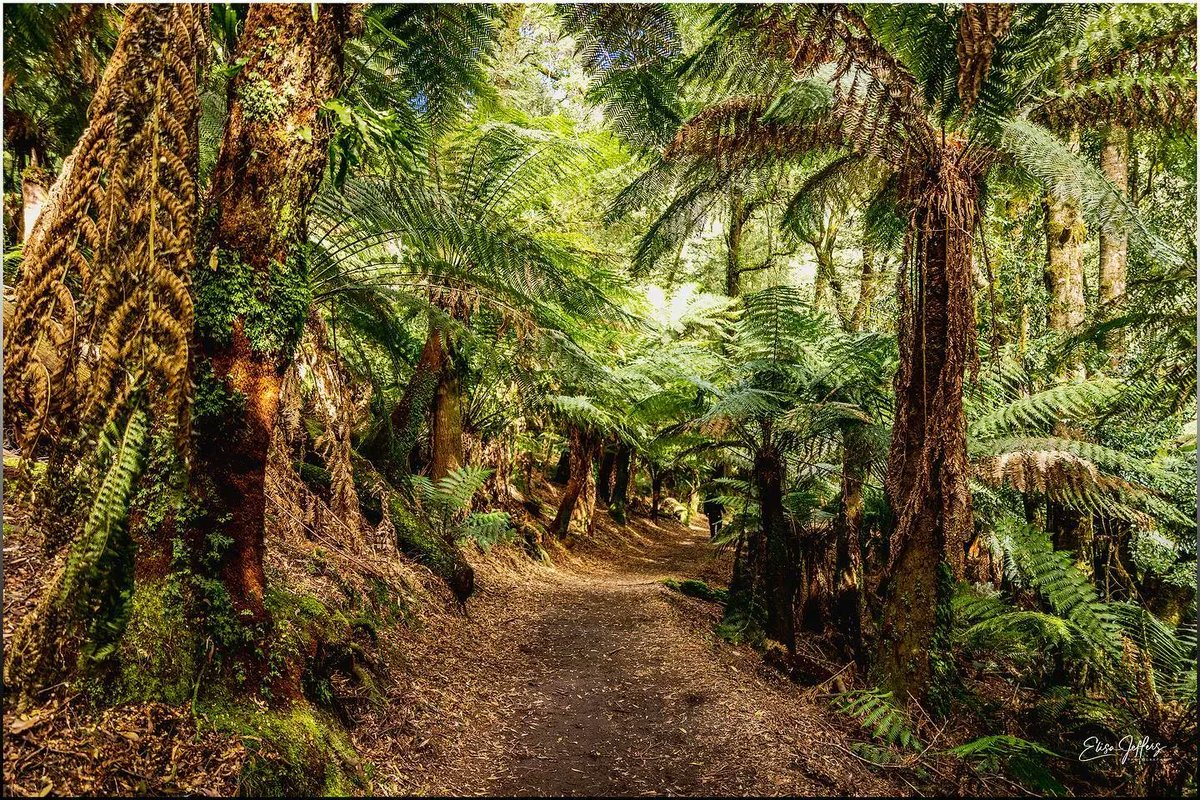 EastCoastTassie's tweet photo. Wilderness Adventures π¦π³
Start off Pyengana and at the St Columba Falls and experience the ancient rainforest with massive tree ferns, sassafras, myrtle and beech trees. See if you can spot a platypus π§ π·β β @lifeinthezone_zn259 π #pyengana #stcolumbafalls #tasmania https://t.co/tN4aEJKySw