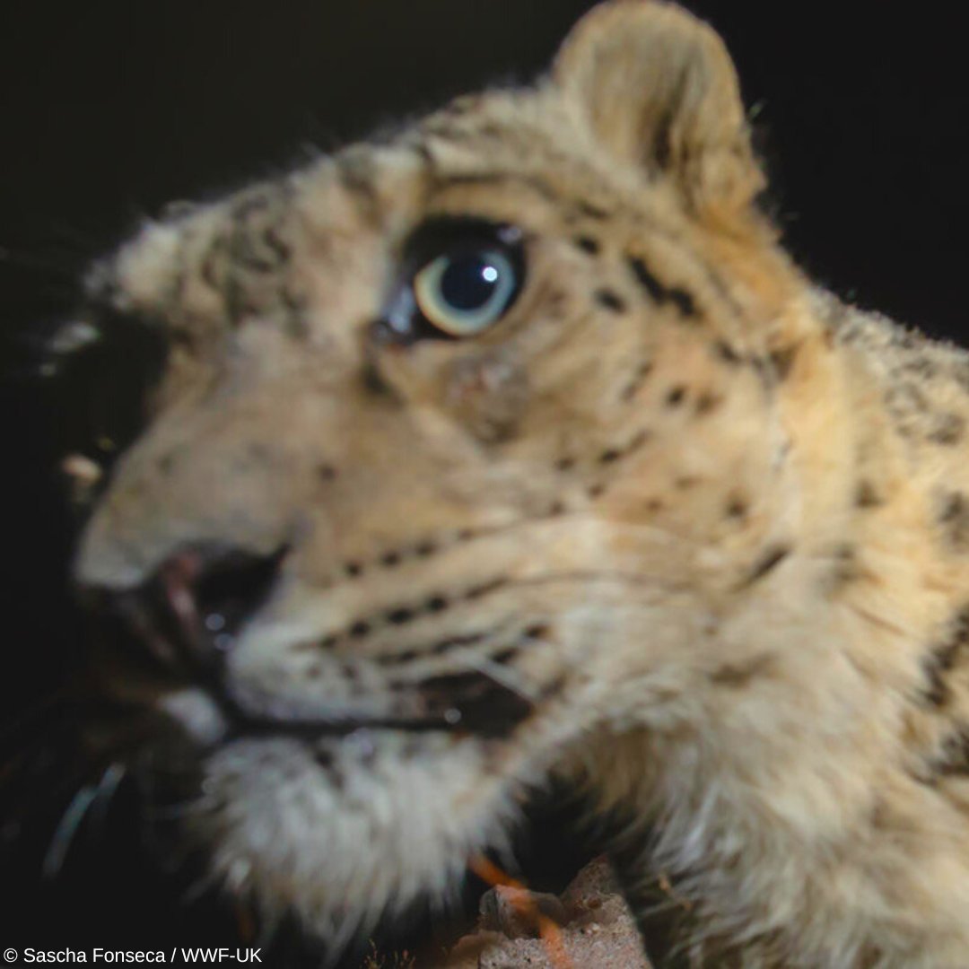 Happy International Snow Leopard Day! Did you know that a snow leopard's long tail provides balance and wraps around a resting snow leopard to protect it from the cold 🧣🤓