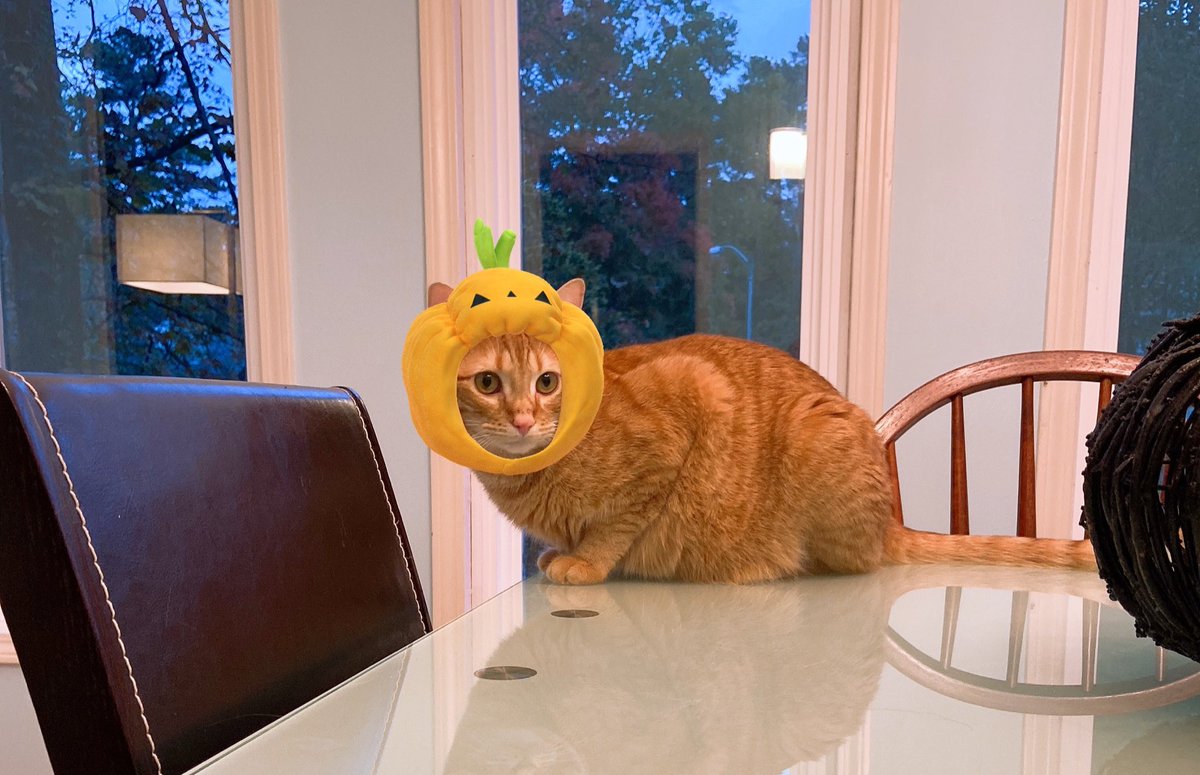 allisonrose's tweet photo. More spooky games on twitch tonight! Bonus pumpkin cat. https://t.co/sJrxn2XXoh https://t.co/1yZiYe8QkD