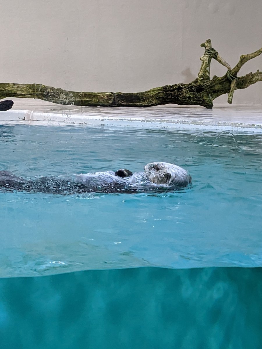 ちゃむ (@viewcham) / Posts / X