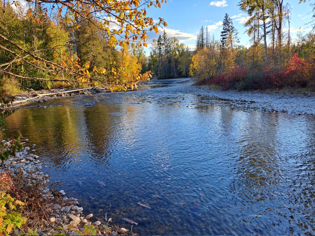 #ISpySalmon
Adam's River Salute to the Sockeye

<a href="/bcparksfdn/">BC Parks Foundation</a> <a href="/PacificSalmon/">PacificSalmon</a>