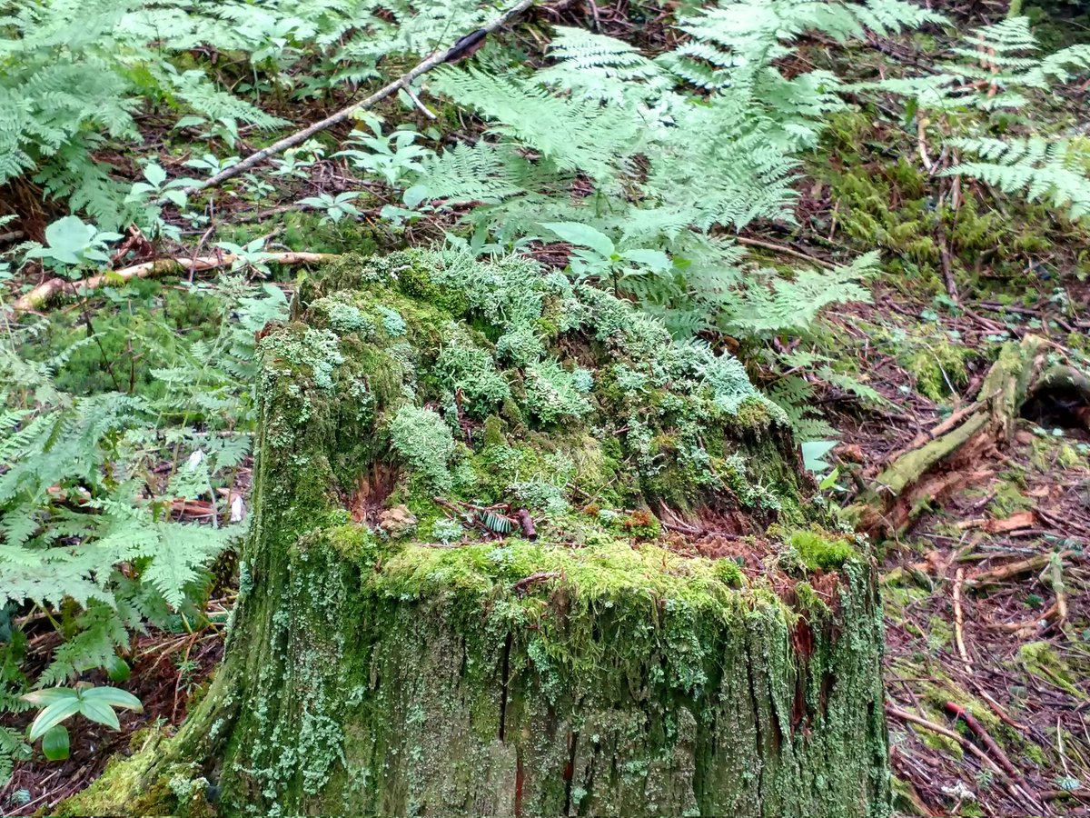 rayne_britt's tweet photo. @hikingwithshawn Hard call but I'm going to say Mt. Mitchell. https://t.co/2J20o96e4c