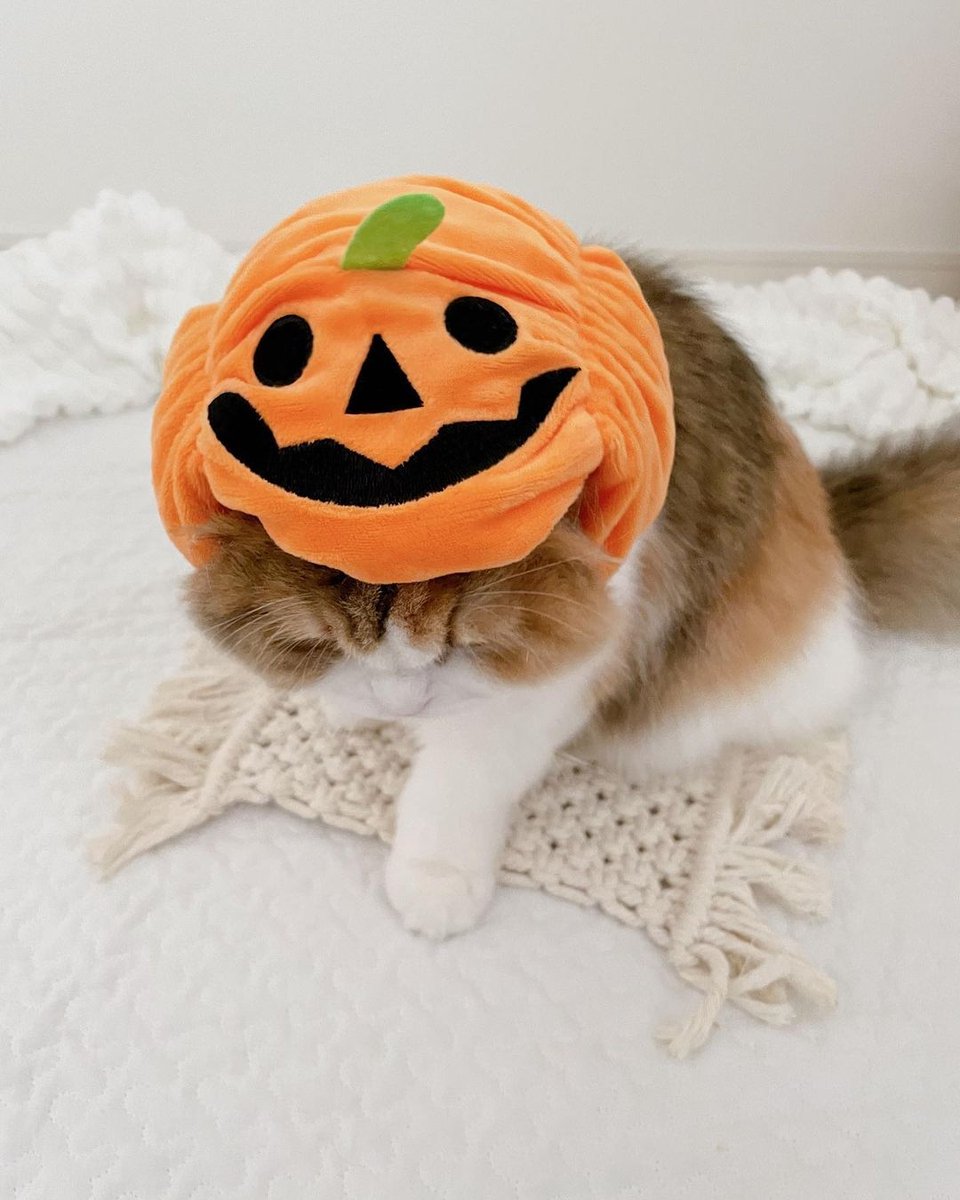 SHEIN_Japan's tweet photo. 今年の仮装は何にする?🎃
IG:rene_210830
🛒商品番号:11272379(かぼちゃ帽子)
https://t.co/qsKUrQxoYW
#SHEIN #SHEINjapan #SHEINforall #SHEIN購入品 #petsin #ペッツイン #ねこすたぐらむ #短足部 #猫のいる暮らし #猫好きな人と繋がりたい #puppy #petstagram https://t.co/9DLAPmh5r4