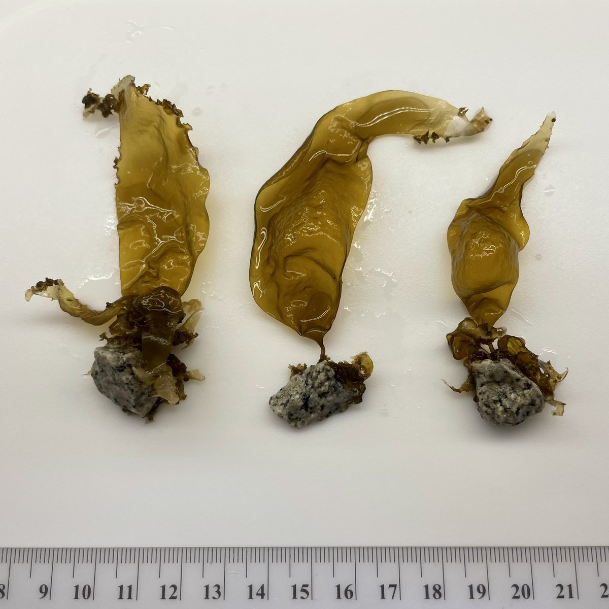 Here are a few samples from our current batch of #macrocystis #greengravel!

West Coast Kelp is producing high quality #kelp seed for researchers and #restoration groups. We are currently taking orders for the 2023 field season!