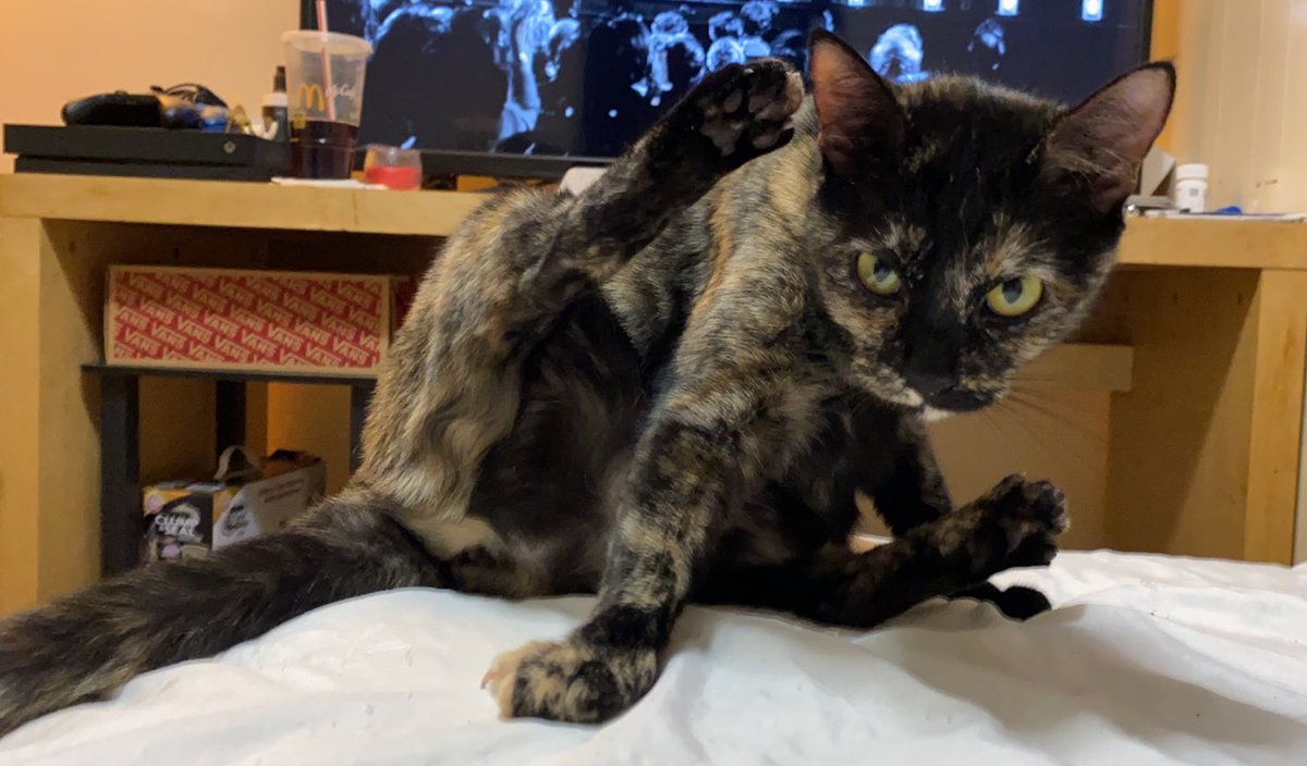 Blanca and Drusilla tweet media