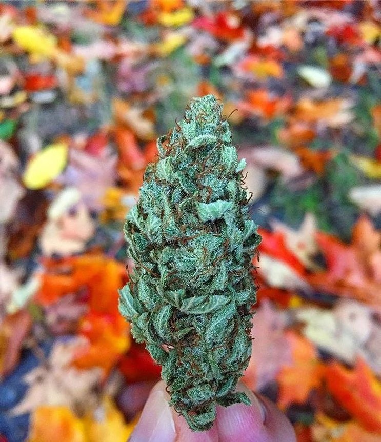 Media Source: instagram.com/p/Bor3TpXHtI-/

Get the best strains for viewing fall’s colorful leaves from these #Colorado dispensaries. Link in bio. #cannabis 🍂🍂(📷 by liftedvt) ( #📷 @leafly )