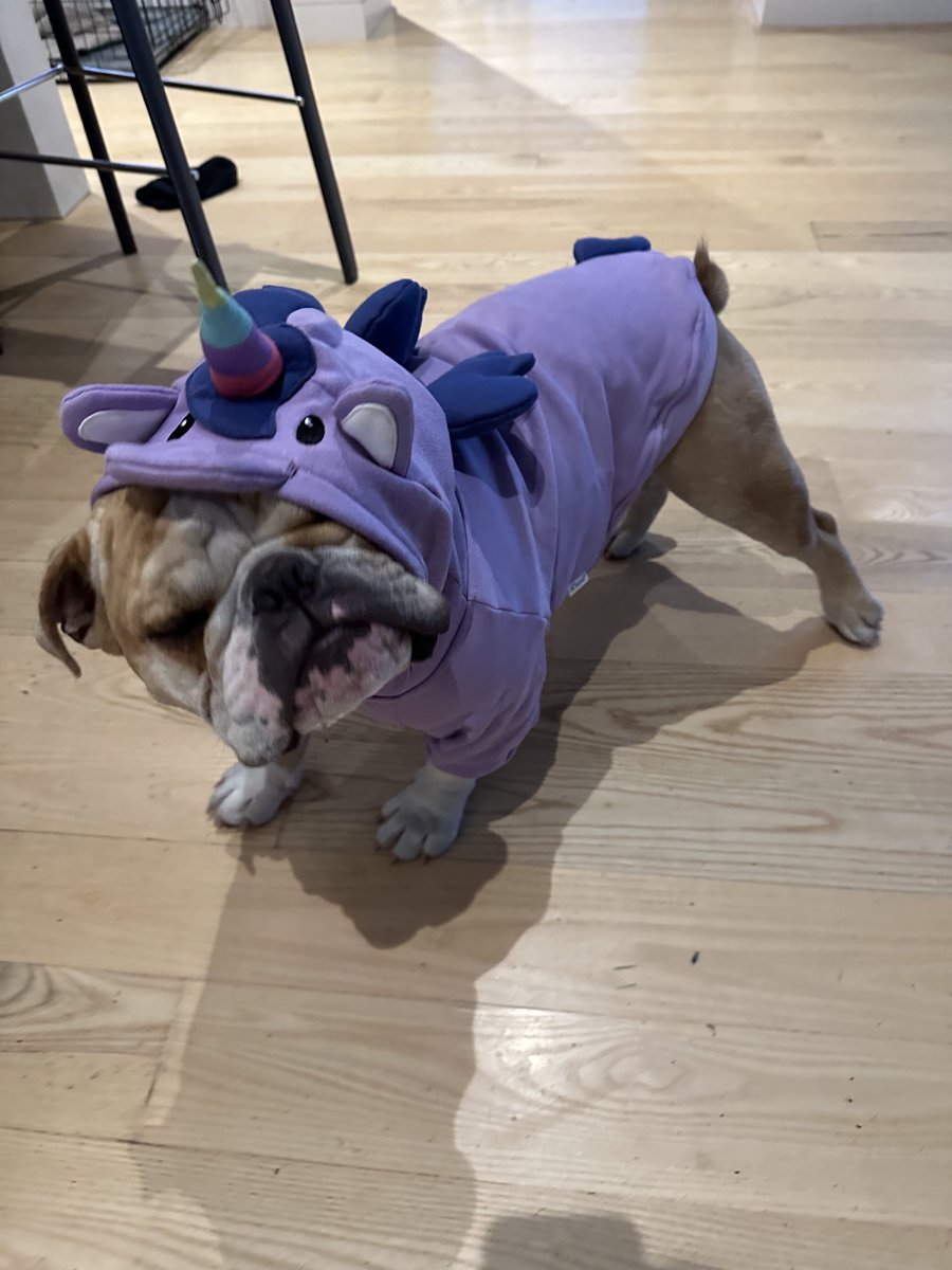 RecursionChris's tweet photo. #unidog https://t.co/3DXc41XT4T