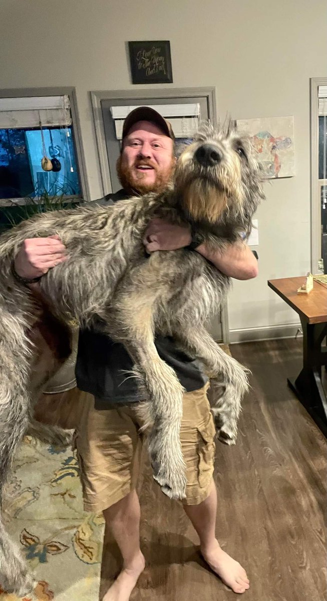 mazlow01's tweet photo. Gandalf at 10 months vs 2 months. 

And my wife constantly says "He's just a baby" (especially when she lets him on the bed) https://t.co/xu19gHUdxE