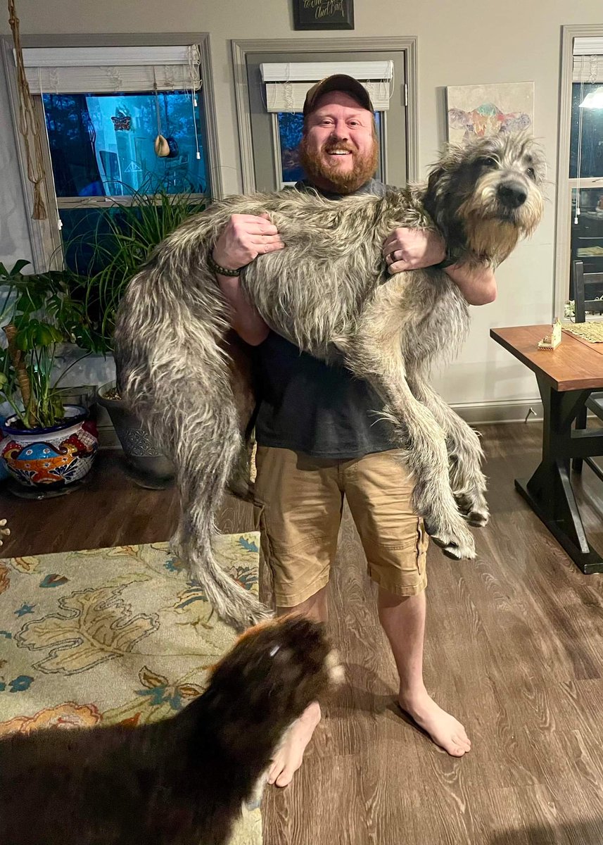 mazlow01's tweet photo. Gandalf at 10 months vs 2 months. 

And my wife constantly says "He's just a baby" (especially when she lets him on the bed) https://t.co/xu19gHUdxE