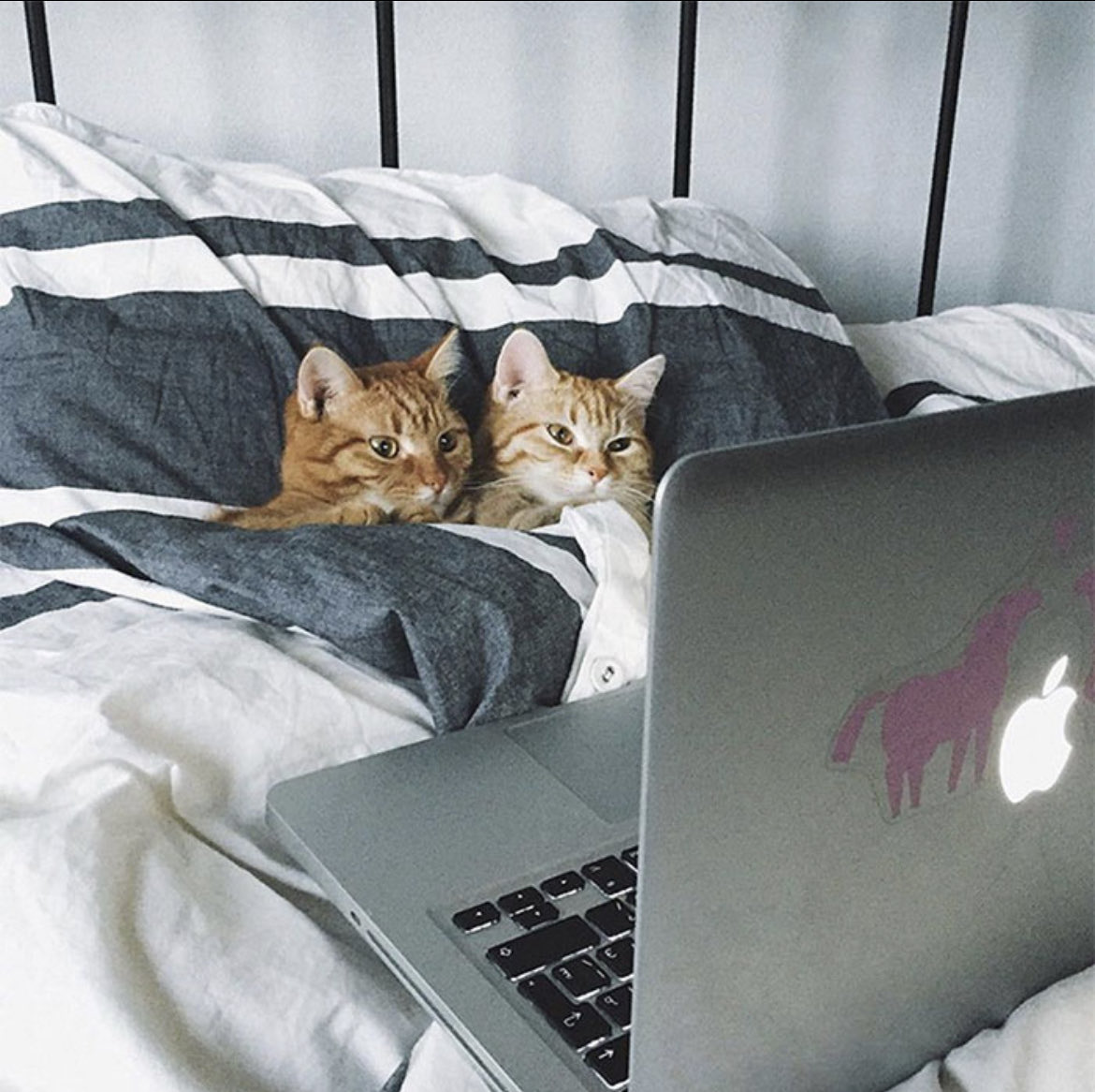 cairns_baseball's tweet photo. The weather outside is frightful but the flaming log online is delightful. Happy Caturday! And I’m late to the party as usual. 😉🐕 ⁦@catsofinstagram⁩ ⁦@Number10cat⁩ ⁦@CatWorkers⁩ ⁦@CaturdayMorning⁩ ⁦@caturday2020⁩ ⁦@priyamaine⁩ ⁦ https://t.co/na1FetdGwz