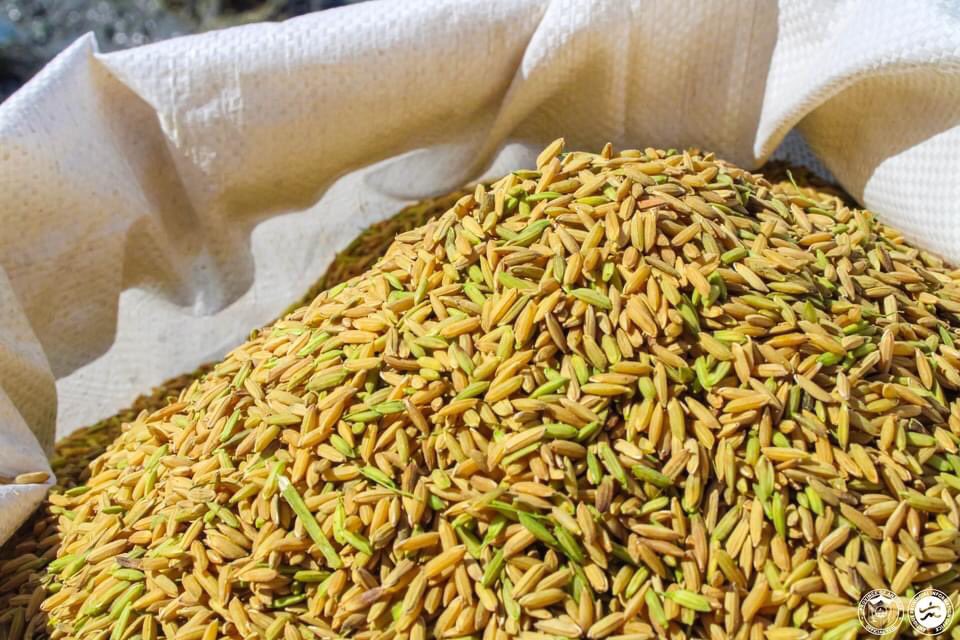 ScienceAlly's tweet photo. Behold the first harvest of the #GoldenRice grains by a Sibalom seed grower- Emerson🌾

An estimated 4-5 tonnes of Vitamin A-rich Golden Rice was harvested last week under the pilot program of the #PhilRice @GoldenRicePh 

Source:https://t.co/6y95zNTQgF https://t.co/Gv4YgztNaM