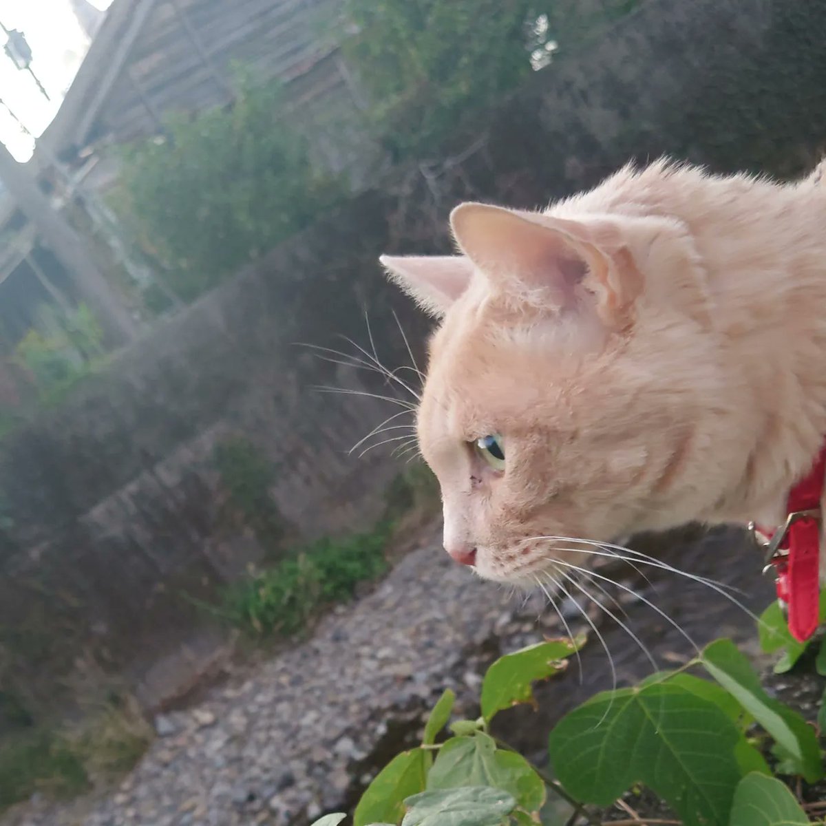 good2bnegative's tweet photo. さんぽ

#猫 #ネコ #ねこ #cats #cat https://t.co/gSwaPPIDm1