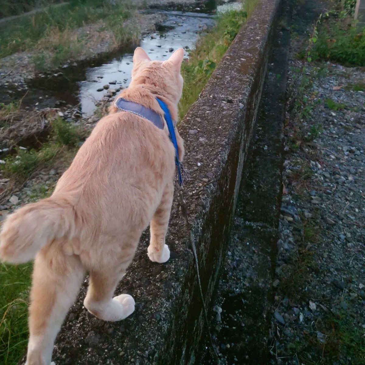 good2bnegative's tweet photo. さんぽ

#猫 #ネコ #ねこ #cats #cat https://t.co/gSwaPPIDm1