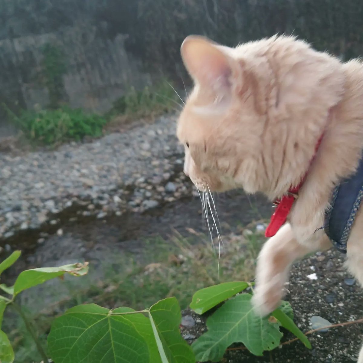 good2bnegative's tweet photo. さんぽ

#猫 #ネコ #ねこ #cats #cat https://t.co/gSwaPPIDm1
