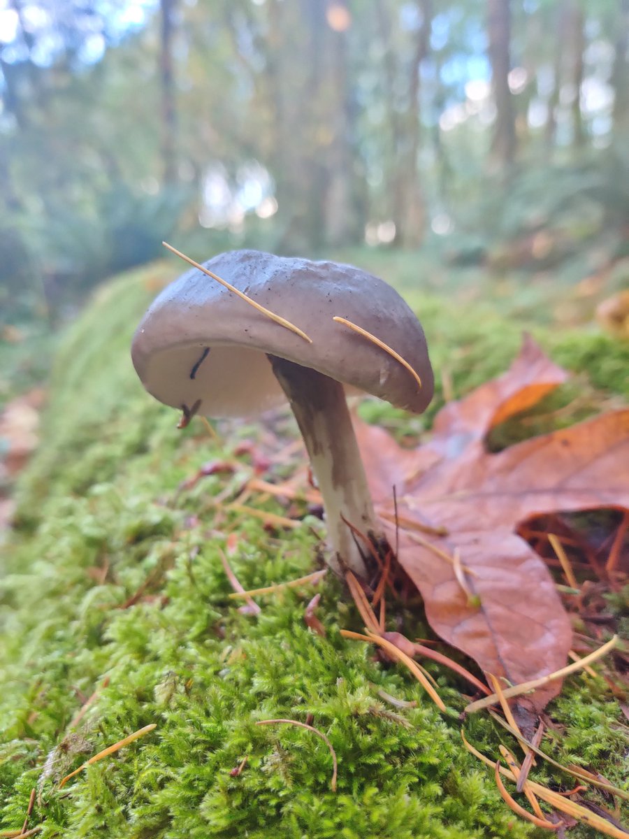 Mylez_K's tweet photo. Fungi alert 🍄🚨 https://t.co/LqzSKgLDDT