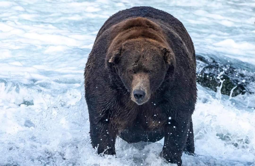 MargoTalk's tweet photo. @GeorgeTakei Bear 747, also known as Bear Force One. ❤🐻❤ https://t.co/h3BEM0PQCl