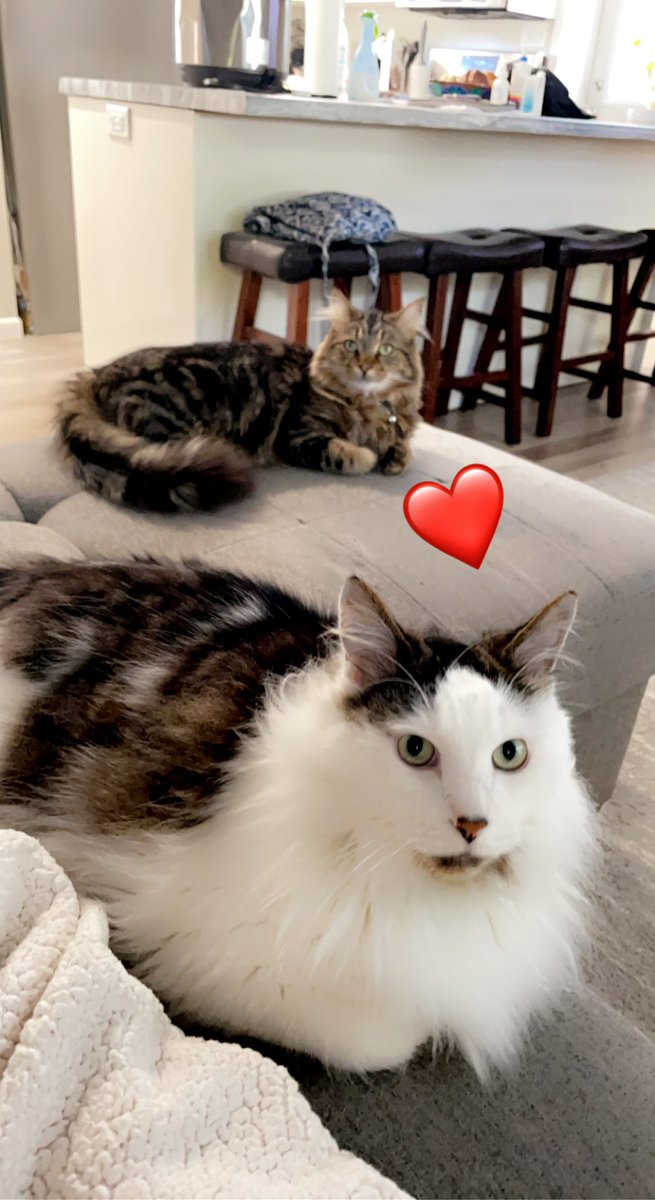 tyakel's tweet photo. @TODAYshow My boys 🥰 https://t.co/FZIj8xjNwk