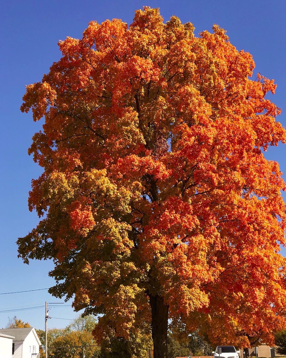 Belles2Badasses's tweet photo. Autumn in Kentucky! So beautiful! #fall #trees #coffee #kentucky https://t.co/qTlLQIqaiJ