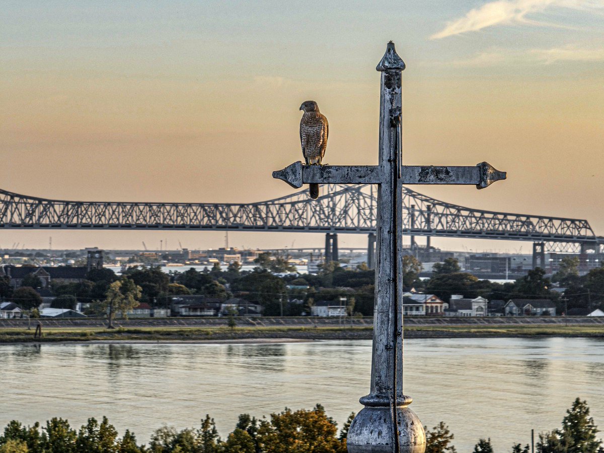 A hawk monitors the Bywater from the cross of Blessed Francis Xavier Seelos church, New Orleans