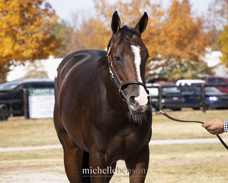 WoodMereFarm's tweet photo. Come by Barn 23 to see Hip 1221 (c. by @spendthriftfarm's #CoalFront) in the Johnson Cross consignment @FasigTiptonCo!
โญ Half brother to multiple graded stakes placed You Know I Know
โก๏ธ Catalog: https://t.co/SPji0SO4QV
Sells on Thursday, Oct. 27 #FasigKY
๐ท: Michelle Benson https://t.co/Jnl1t2fqH1