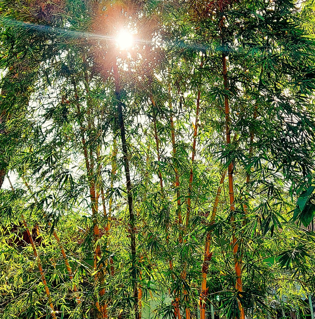 JolsWrites1's tweet image. Sunrays peeping thru
The rustling leaves of bamboo.
As it gently sways with the  breeze-
And my soul feeling at ease. 

❤

#sundayOut