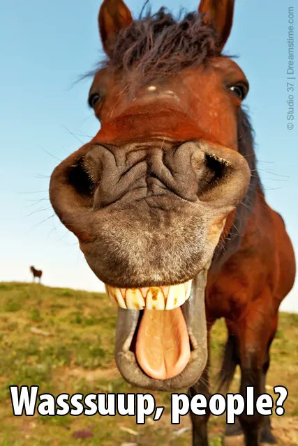 equineslave's tweet photo. Most people think that owning a horse/s is glamourous, only the equestrian knows that really, we are all just Equine Slaves devoting our time to our horse's needs!

#Equestrian, #horseriding, #horseadventures, #horse #horselovers, #horsebackriding https://t.co/5ohKBl5rUF