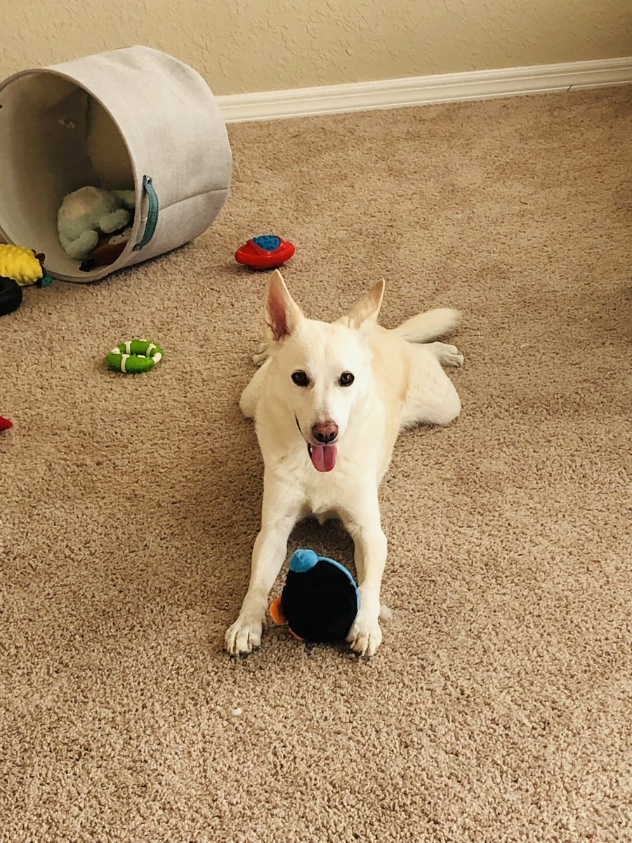 Here is my Finn with his new toy! He loves squeaky stuffies that he can tear apart.  He got a new penguin today and got to run all morning at the park. #MakeADogsDay
