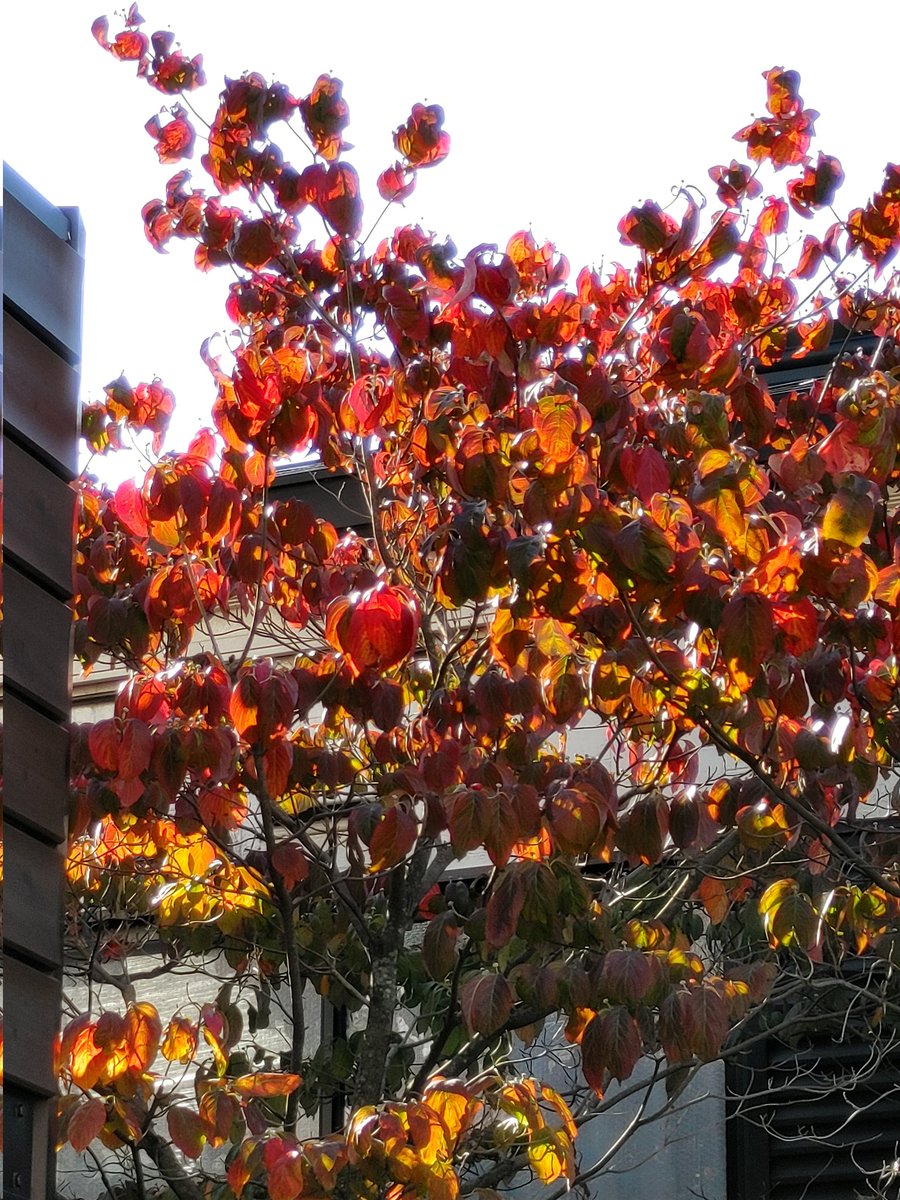 「おはようです本日は快晴.°秋らしいお天気、少し気温高めかな紅葉がきれい良い週末を」|風間ゆき海のイラスト