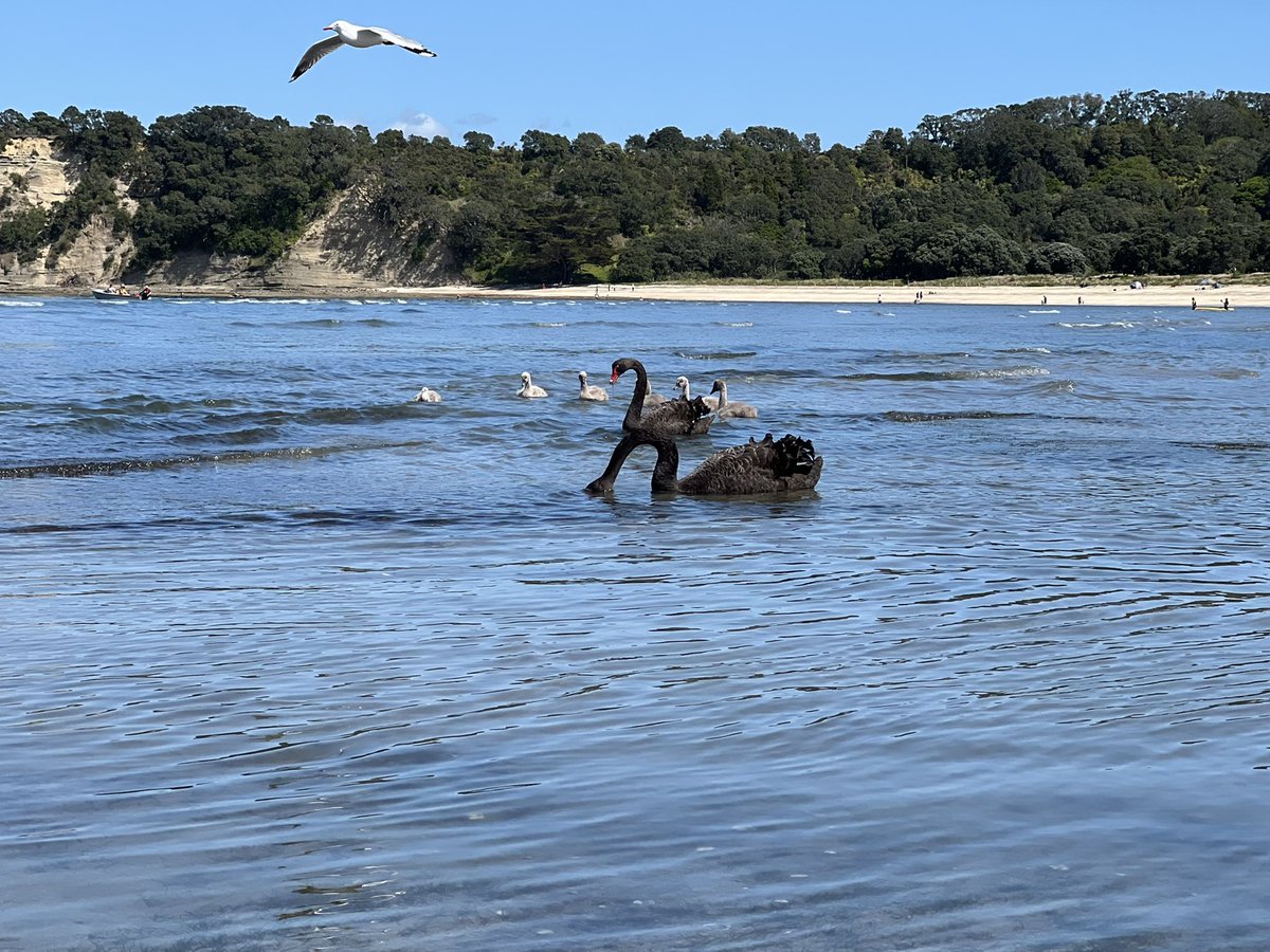 followspen's tweet photo. #beachingit #shakespearregionalpark #NewZealand ππ https://t.co/dQ4V6LU3U5