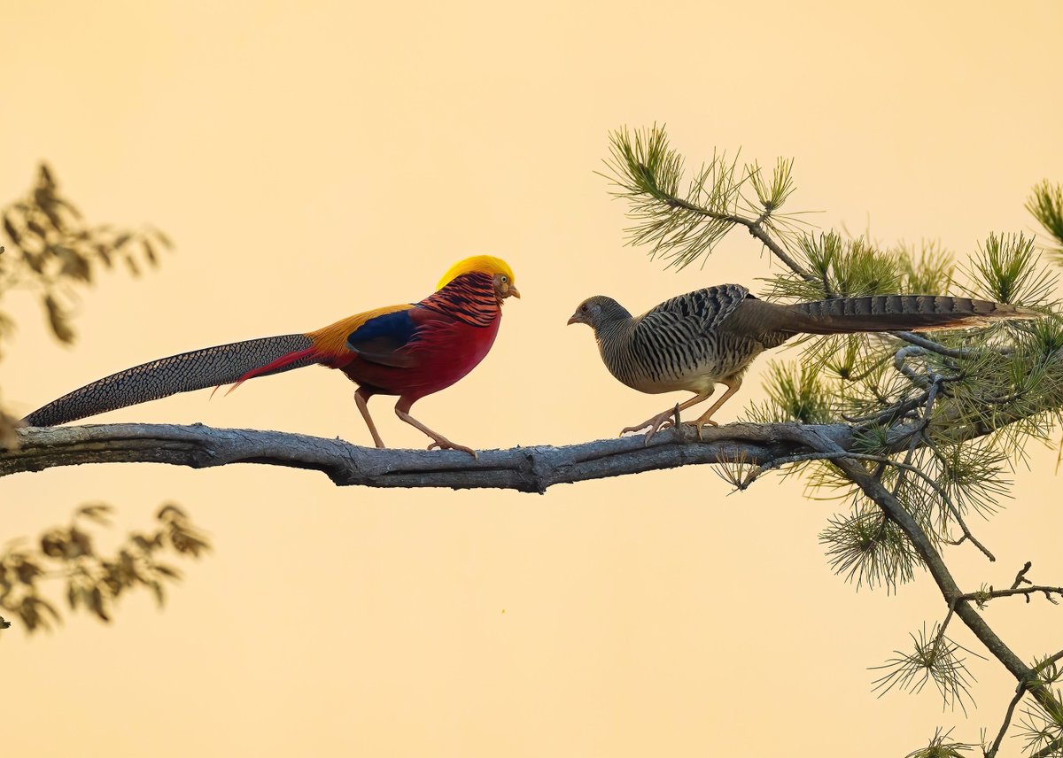 A romantic story of birds #birds #nature #photos #LovelyBirdsInChina