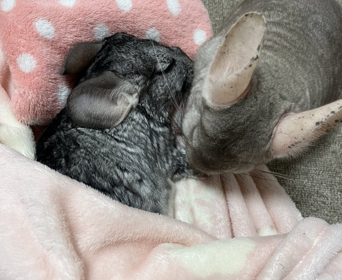 rj55yx's tweet photo. 昨日の朝、よもちゃんの火葬をしました。

うちは4匹いて誰も仲良くできなかったけど、最後はみんな察したのかよもちゃんにたくさん毛づくろいをしてくれました。
みんなどこか寂しそうです。 https://t.co/YpmRM25hro