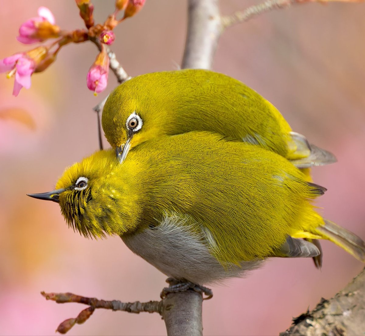A romantic story of birds🎈 #birds #nature #photos #LovelyBirdsInChina