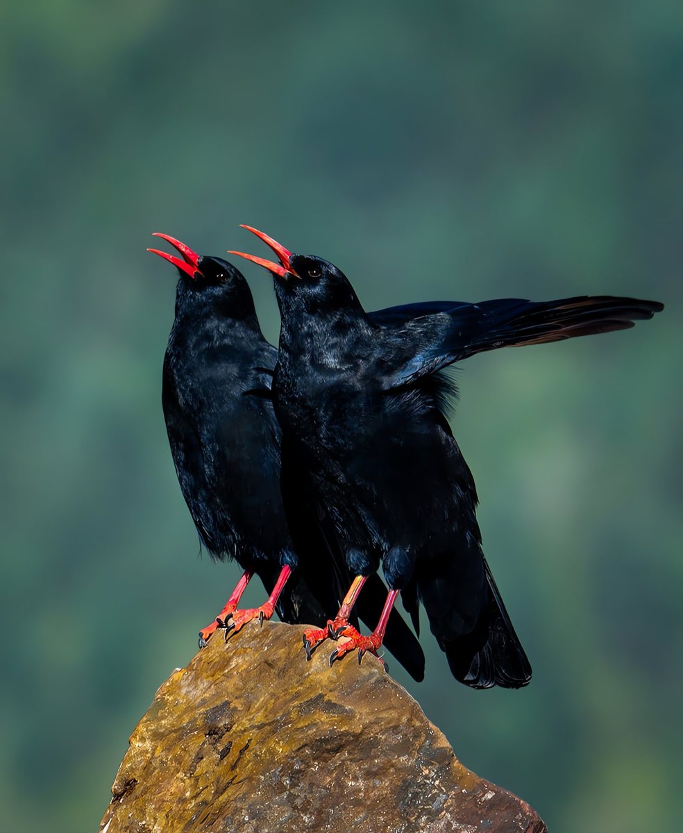 A romantic story of birds❤️ #birds #nature #photos #LovelyBirdsInChina