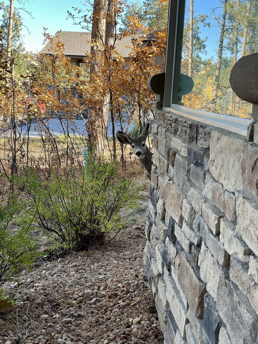 MarkMittelberg's tweet photo. I was working out in the yard today, and sensed that I was being watched… https://t.co/LskukG43qt