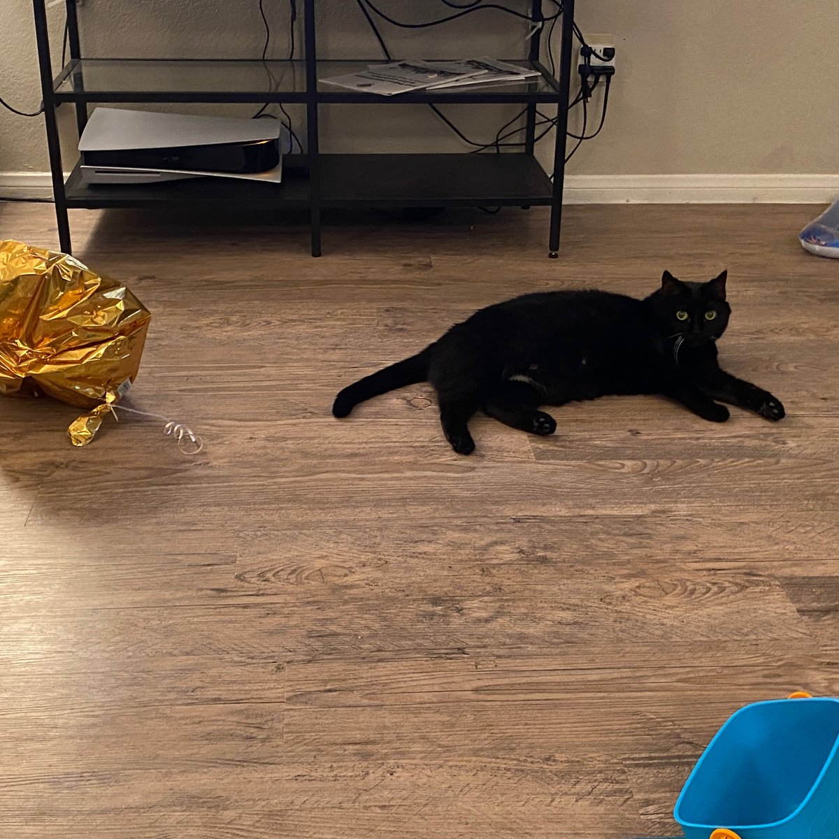 Uglycat24's tweet photo. After a day talking, selling and signing books (not to mention battling a bit of a windstorm), we all need a nice, chill evening laying on the floor. With a balloon, of course. Happy #caturday from The Uglycat! https://t.co/QxBxWaT9qk