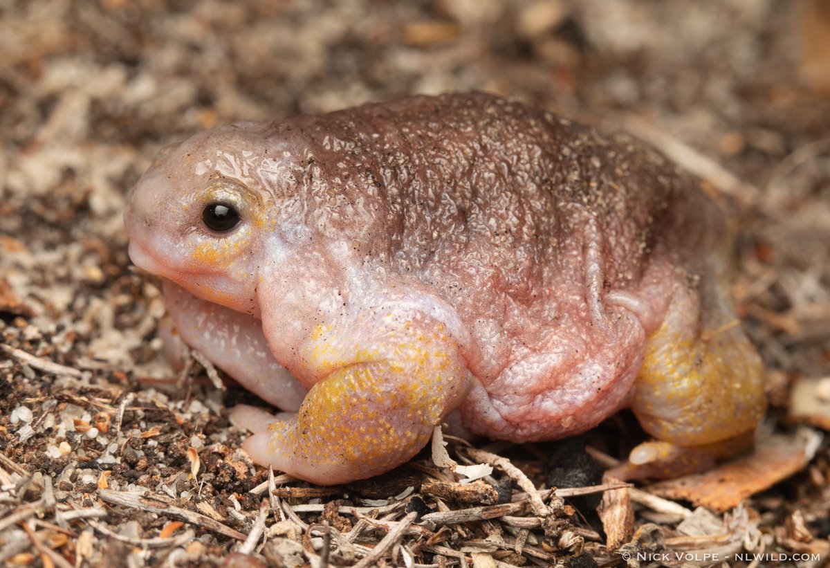 It is so unique that it is the only Australian frog that burrows head first into the sand instead of using its back legs! They live in burrows nearly a metre deep and emerge on wet spring nights to find a breeding partner.  🌧 (2/3)