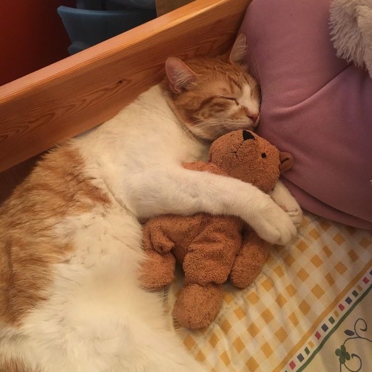 beomjuncat's tweet photo. get well soon beomie 💟 https://t.co/i5yk1GDTbq