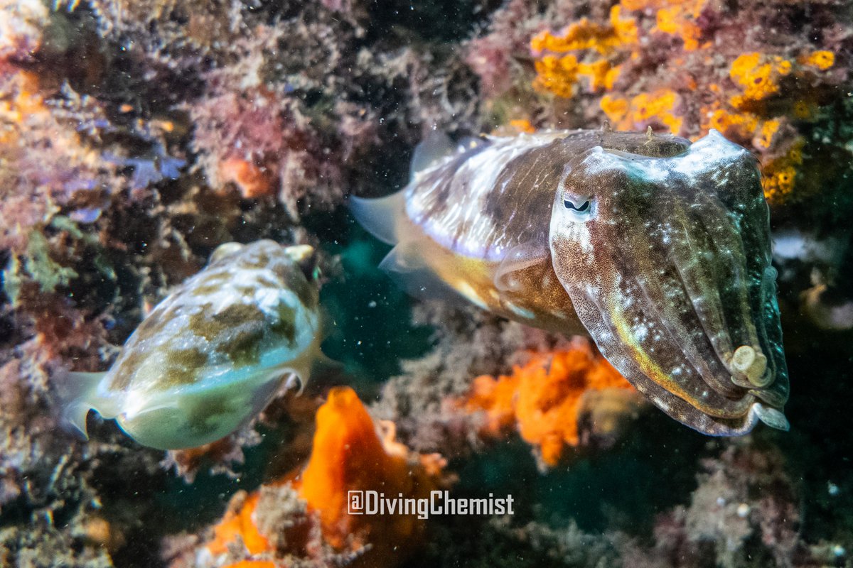 DivingChemist's tweet photo. Lights, camera, action📸 Thrilled to show you the colours of the sea🌈🌊
🤿 First solo dive, first use of video light &amp; float arms
90 min of calm awareness diving at a well-known site in #ChowderBay. Cosy 18 C.
More pics &amp; footage coming
#RiskMitigate #UnderwaterPhotography https://t.co/1s7QilPdWd