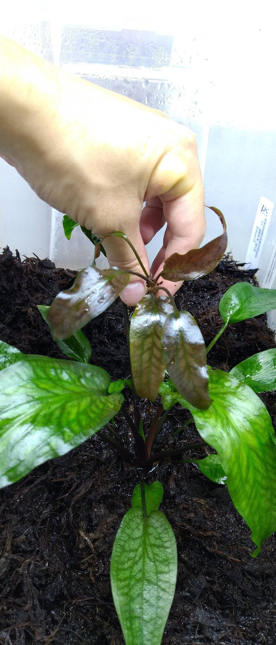 家中玩具Cryptocoryne sp.Min-1 Philippines [LA1223-01z] #LA便