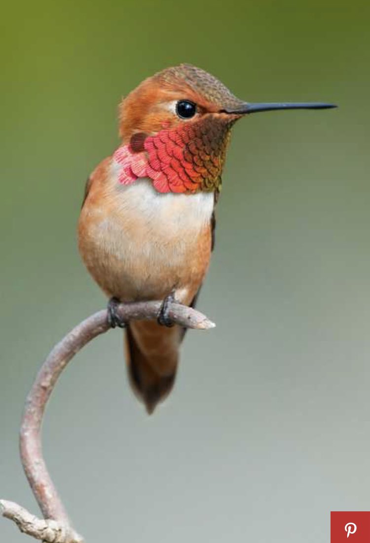 For a 2.5-inch hummingbird, the few thousand miles traveled between breeding grounds and winter habitats is positively huge. The rufous hummingbird (pictured) has the longest migration of any hummingbird species. Their annual is 3,000 miles from Alaska, Canada to southern Mexico.
