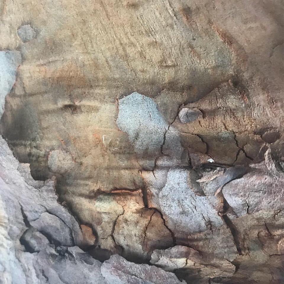 christinas_word's tweet photo. @JudeStevens I made miniature โpaintingsโ of the bark. The colours are amazing when you look arenโt they? https://t.co/493bCK9RLE