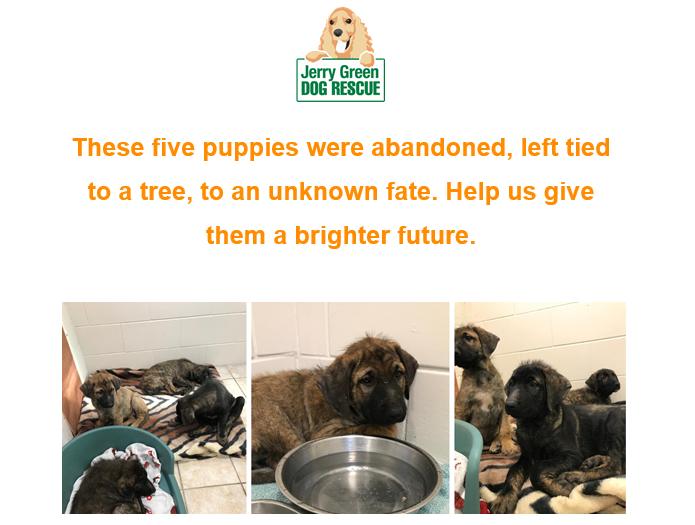 RichtoySubaru's tweet photo. Can you help?
Please share this post and head to the Jerry Green Dog Rescues Facebook or website.
Sending these pups lots of kisses and hugs from The Richtoy Team🐶
#richtoy #doitforthedogs #jerrygreen #dogrescue #puppies #helpnow https://t.co/v8xCR0N49y