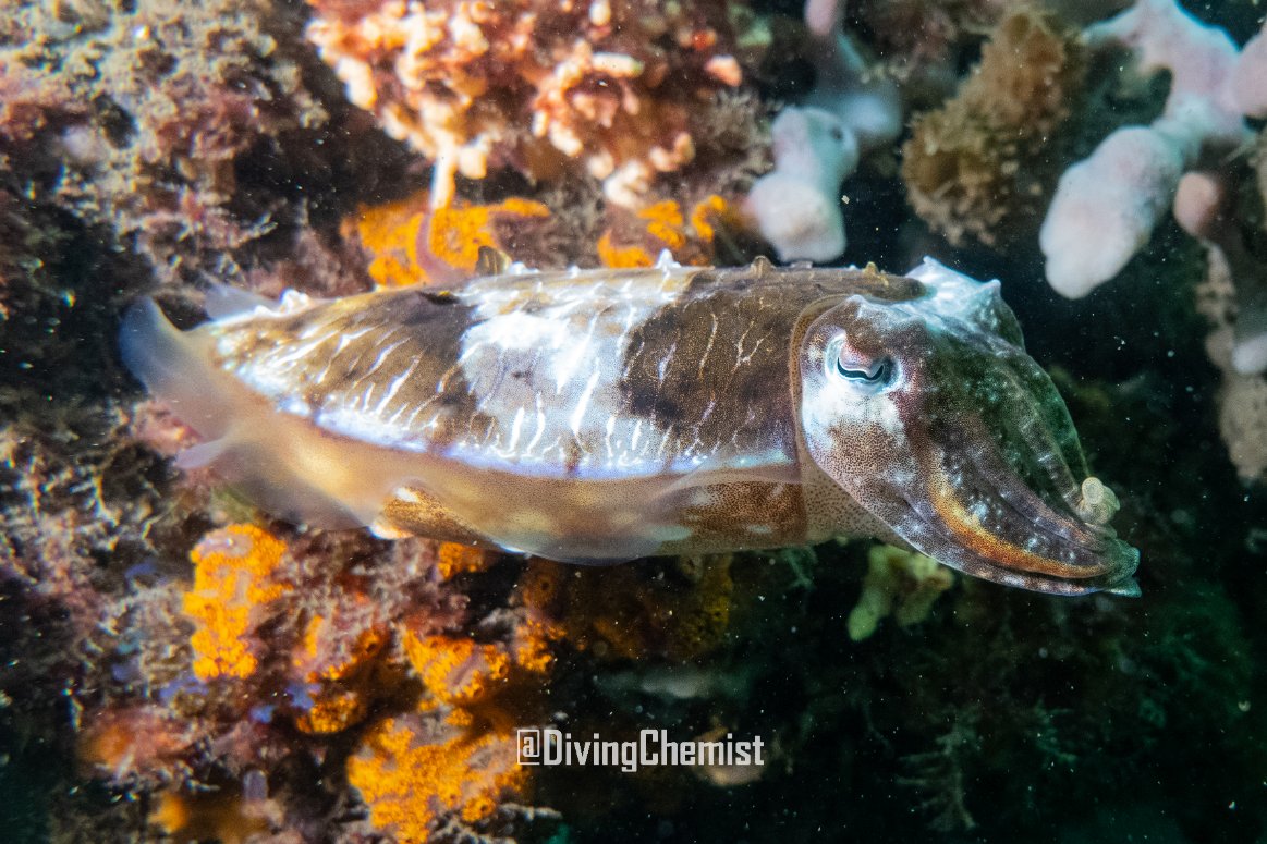 DivingChemist's tweet photo. Lights, camera, action📸 Thrilled to show you the colours of the sea🌈🌊
🤿 First solo dive, first use of video light &amp; float arms
90 min of calm awareness diving at a well-known site in #ChowderBay. Cosy 18 C.
More pics &amp; footage coming
#RiskMitigate #UnderwaterPhotography https://t.co/1s7QilPdWd