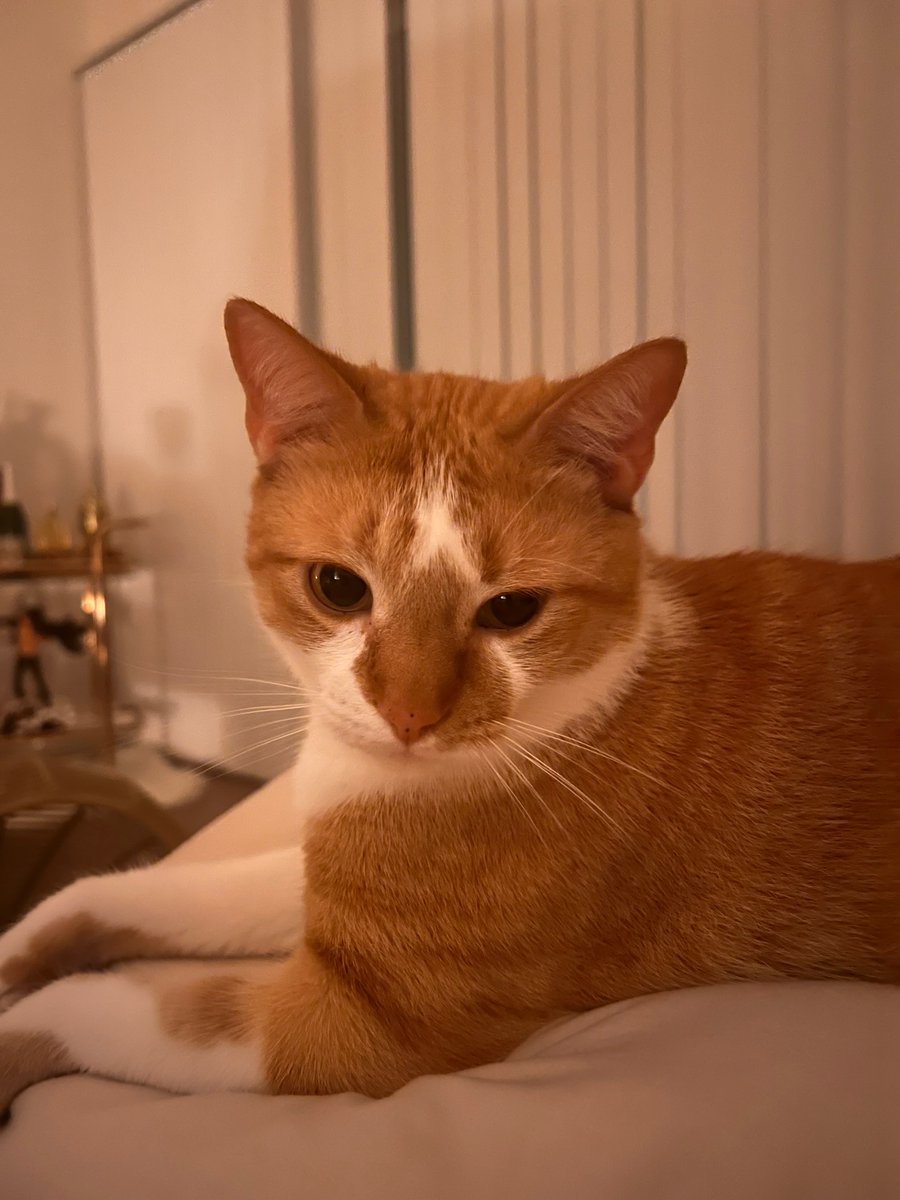 nekob0icarti's tweet photo. my cat is sleepy https://t.co/G8sGM5yd3T
