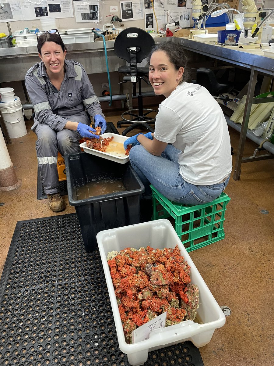 PennyBerents's tweet photo. With @melkmack and @ClaireRowe28 on #RVInvestigator at Muirfield seamount in the Indian Ocean. Wonderful collection of sponges and soft corals from the epibenthic sled yielded lots of little critters thanks to our diligent sorters. @CSIRO @BushBlitz2 @AustmusResearch https://t.co/yM8lfs3YIt
