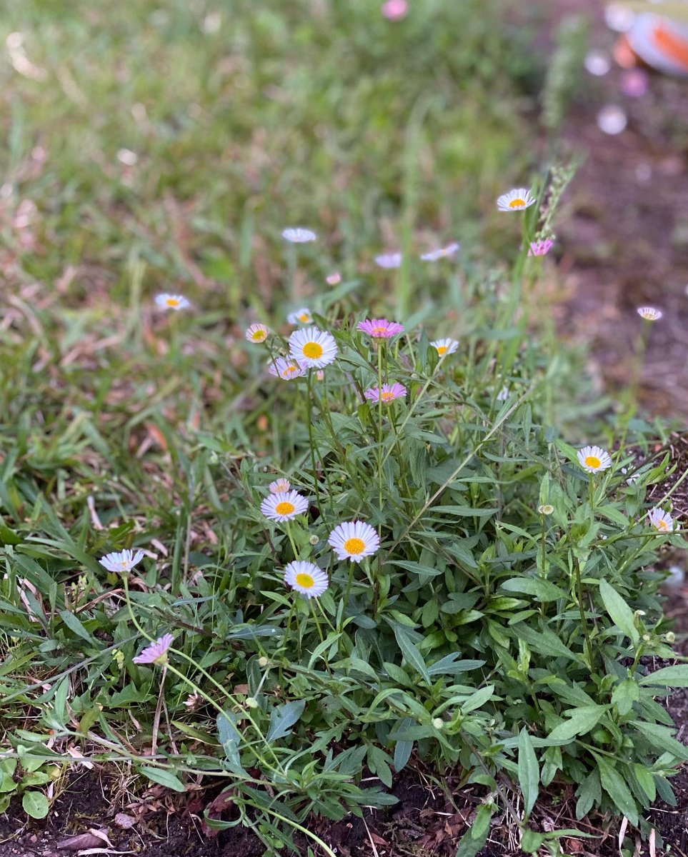A little garden love. Soooo good to get out there and get dirty! More buds and flowers than leaves and my darling man mowed and left my fairy circle dancing in the sun 😍 tired but very happy 😍