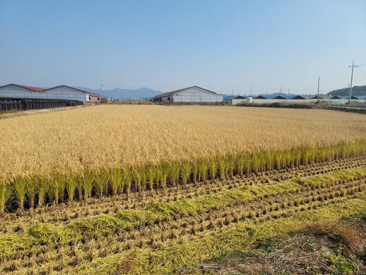 이제 황금 들판이네요^^
부모님 일손도와드리러 시골왔네요