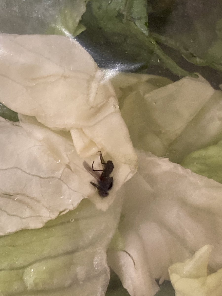 Archer1228's tweet photo. @FreshUpdates Found this in my UNOPENED, STILL SEALED bag of Fresh Express lettuce tonight. Dinner and appetite ruined. https://t.co/HDELcmbwBS