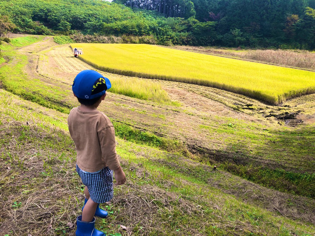numa_MFD21's tweet photo. 稲刈り第二弾🌾
少量の種でたくさんの稲穂がつく不思議。
子どもからの何で⁇で気づかされることが多い😌 https://t.co/4WscJzwezI