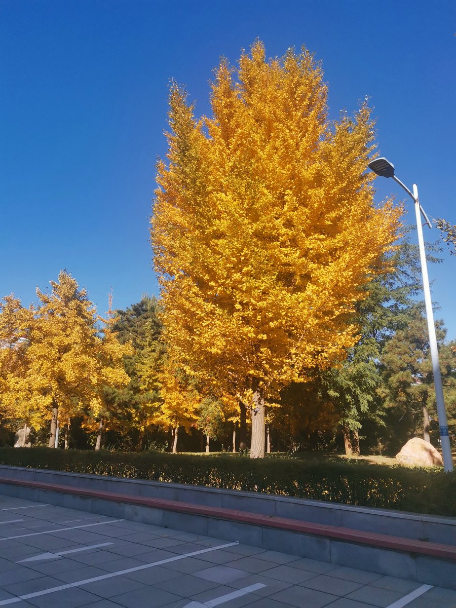BohaiUniversity's tweet photo. autumn of bohai https://t.co/jyhzc3gEYX
